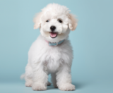 Poochon Puppies For Sale Lone Star Pups